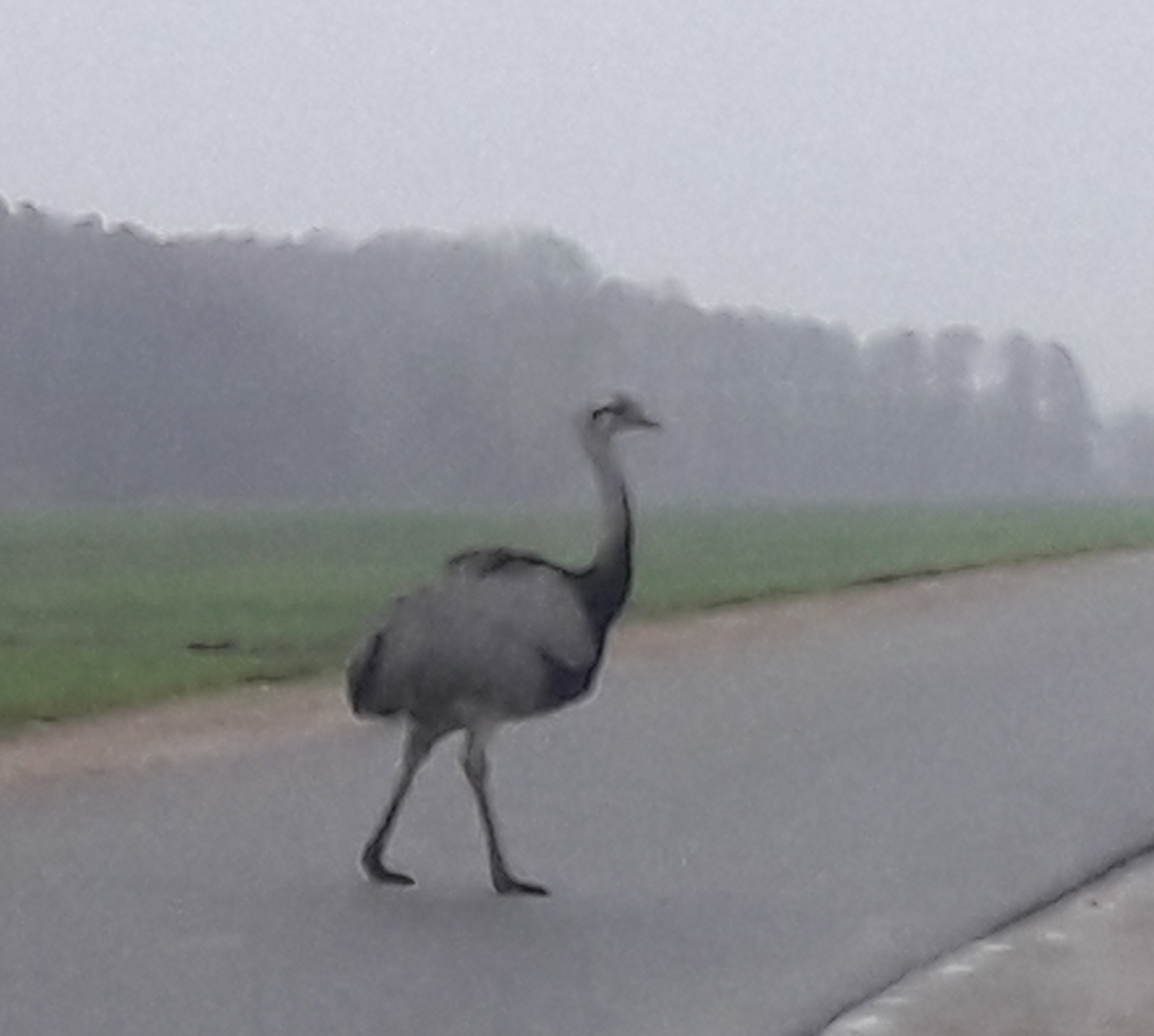 Emu am Ratzeburger See